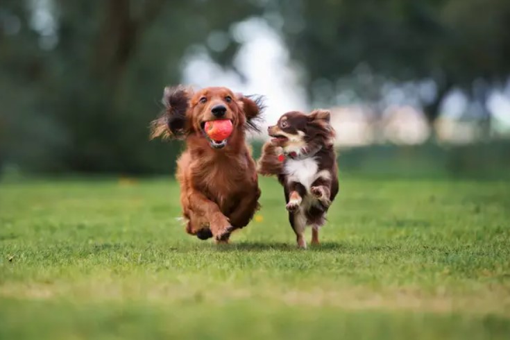 Reasons Why Two Dogs Are Better Than One